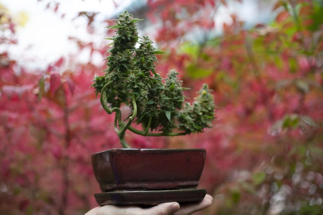 Manny's Canna Bonsai - BudsFeed